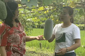 Du khách tận mắt chiêm ngưỡng những trái bí xanh thơm.
