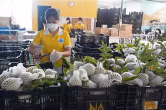 Nhiều doanh nghiệp của Ai Cập rất quan tâm đến các mặt hàng nông sản, thủy sản, dược mỹ phẩm... của Việt Nam.