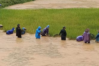 Cán bộ, chiến sĩ Đồn Biên phòng Nậm Lạnh phối hợp xã gặt lúa giúp hộ gia đình anh Vì Văn Thuông.