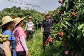 Các nhà khoa học Trung Quốc đánh giá chất lượng quả vải thiều không hạt. (Ảnh: catas.cn)
