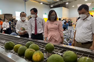 Sản phẩm bưởi da xanh sẽ được xuất khẩu sang thị trường Mỹ trong thời gian tới.