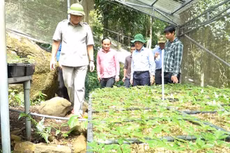 Quảng Nam đầu tư mở rộng diện tích sâm Ngọc Linh.
