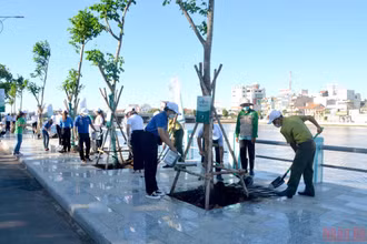 Trồng cây xanh trên tuyến đường dọc bờ sông Cà Ty, thành phố Phan Thiết.