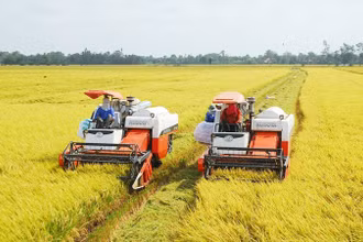 Thu hoạch lúa ở đồng bằng sông Cửu Long. (Nguồn: baochinhphu.vn)