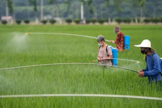 Nông dân tỉnh Hồ Nam, Trung Quốc canh tác lúa nước. (Ảnh: People.cn)