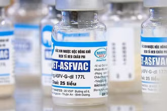 Vaccine phòng dịch tả lợn châu Phi. (Ảnh TTXVN)