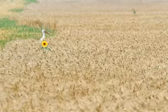 Một cánh đồng lúa mỳ ở làng Mala Dyvitsya, Ukraine. (Ảnh: AFP/TTXVN)