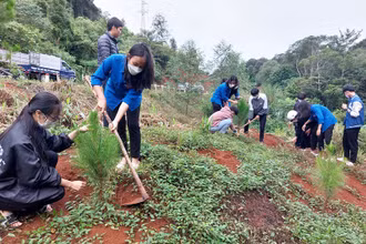 Đoàn viên thanh niên tỉnh Kon Tum ra quân trồng thông ba lá dọc tuyến đường tránh đèo Măng Đen.