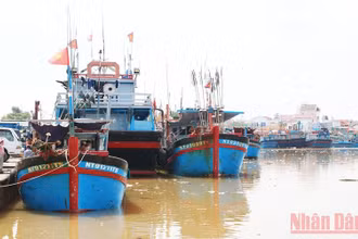 Giá nhiên liệu tăng cao, nhiều tàu cá có công suất lớn của ngư dân Ninh Thuận phải nằm bờ những tháng qua. 