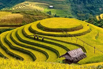 Đồi mâm xôi, điểm đến hấp dẫn của huyện Mù Cang Chải.