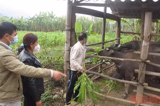 Gia đình ông Lò Văn Bạt, là một trong những hộ nghèo của bản Nà Lò 1, xã Huy Hạ được vay vốn phát triển chăn nuôi.