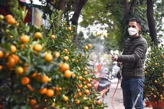Treo biển bán đồng giá, lượng khách mua quất cảnh tăng đáng kể. (Ảnh: Minh Duy)