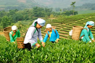 Nông dân xã Bản Xen, huyện Mường Khương, Lào Cai, thu hái chè Tuyết San. (Ảnh: Quốc Hồng)