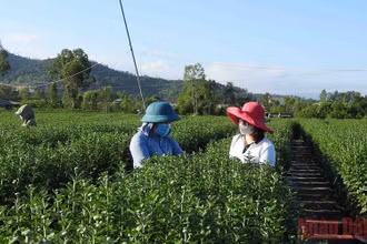 Chị Ngô Thị Thu Vân (bìa phải) cùng vườn cúc chủ động giống của hộ anh Huy.
