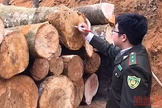 Cán bộ Hạt Kiểm lâm rừng ATK Định Hóa đo đếm, thu giữ số gỗ khai thác trái phép tại hiện trường. 