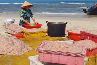 Hôm nay thời tiết đẹp, ngư dân bãi ngang Ngư Thủy (Quảng Bình) trúng mùa ruốc biển.