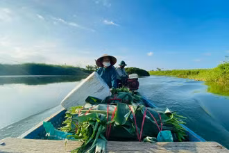 Cuộc sống “du mục” của người dân giữa bãi bồi sông Trà Khúc.