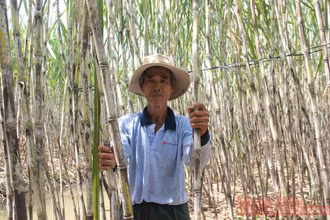 Hướng tới phát triển bền vững mía đường Việt Nam