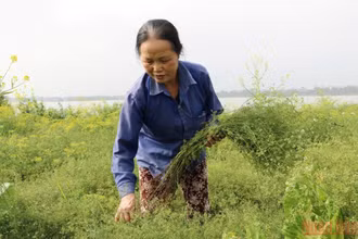Hàng chục năm nay, bà Trịnh Thị Chúc, thôn Liên Hồng, xã Bách Thuận (Vũ Thư, tỉnh Thái Bình) vẫn trồng cây mùi già để phục vụ người dân vào dịp Tết.