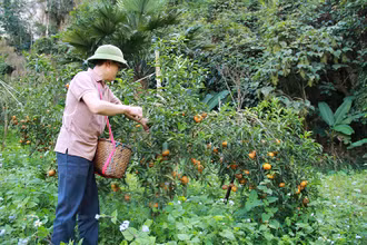 Người dân tỉnh Sơn La thu hoạch quýt.