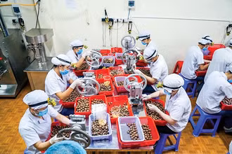Chế biến hạt mắc-ca xuất khẩu.