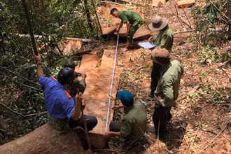 Hiện trường vụ khai thác gỗ trái phép tại lâm phần do Công ty TNHH MTV lâm nghiệp Đức Hòa quản lý.