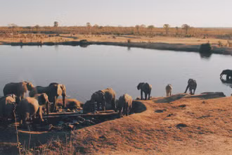 Đàn voi trong Vườn quốc gia Hwange, Zimbabwe.