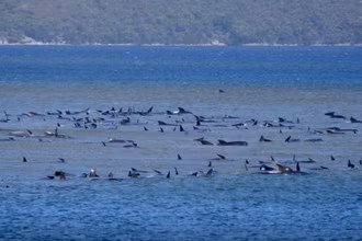 Cá voi phi tiêu bị mắc cạn ở Tasmania, Australia ngày 21-9. Ảnh: Reuters.
