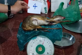 Cơ quan công an đã tịch thu nhiều động vật hoang dã là thú rừng mua bán trái phép.