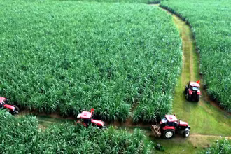 Vùng thâm canh cây mía đường trên đồng đất Lam Sơn.