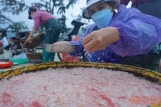 Ngư dân ven biển Đà Nẵng thu tiền triệu mỗi ngày nhờ trúng đậm mùa ruốc biển.