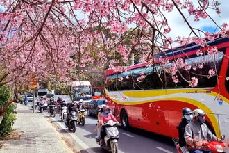 Đà Lạt nồng nàn sắc xuân