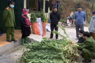 Công an huyện Yên Minh phát hiện hành vi trồng cây thuốc phiện trái phép tại xã Mậu Long.