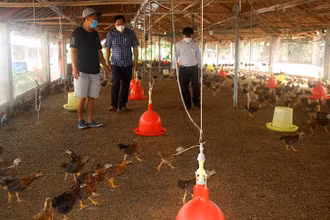 Một trang trại chăn nuôi gia cầm ở tỉnh Đồng Nai.