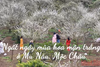 Ngất ngây mùa hoa mận trắng ở Mu Náu, Mộc Châu