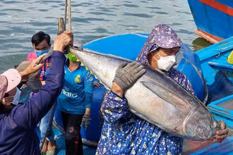 Đánh bắt cá ngừ trong chuyến biển năm nay gặp thuận lợi.