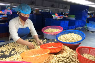 Công nhân sơ chế nhân điều tại một doanh nghiệp chế biến hạt điều ở tỉnh Bình Phước.