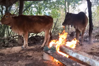 Người dân Nghệ An giữ ấm cho trâu bò trong giá rét.