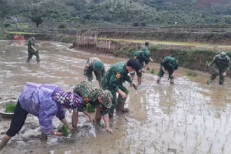 Cán bộ, chiến sĩ Đồn Biên phòng cửa khẩu Chiềng Khương thuộc Bộ Chỉ huy Bộ đội Biên phòng tỉnh Sơn La cấy lúa giúp hộ gia đình anh Quàng Văn Ban.