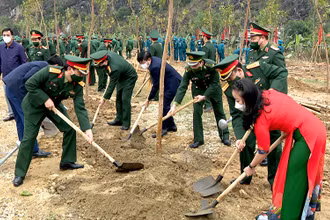Sau lễ phát động lực lượng vũ trang quân khu 3 đã trồng được hơn 300 cây xanh ở Ninh Bình. 