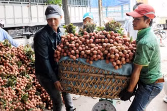 Thương lái thu mua vải thiều Lục Ngạn (Bắc Giang). Ảnh: THANH LÂM