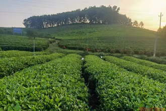 Một góc đồi chè Sông Cầu.