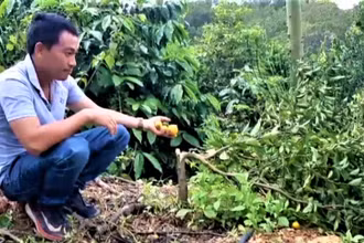 Cây ăn trái được anh Nguyễn Hải Thiện trồng xen trong rẫy cà-phê cũng bị chặt phá.
