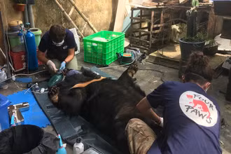 Kiểm tra sức khỏe cho gấu.