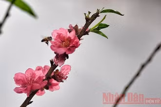 Ảnh minh họa: Minh Duy.