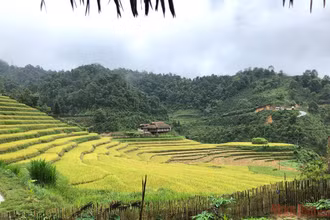 Những mùa vàng trên núi