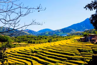 Những ruộng bậc thang lúa chín vàng ở Bình Liêu chính là điểm đến check-in của nhiều du khách và vào ngày 6 và 7-10, lần đầu tiên lễ hội mùa vàng Bình Liêu được tổ chức.