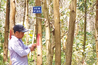Trồng rừng FSC cho nông dân Quảng Trị thu nhập cao hơn trồng theo cách truyền thống.
