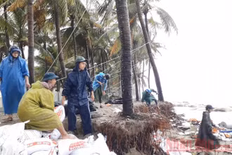 Dùng dây để níu giữ hàng dừa ở biển Cửa Đại.