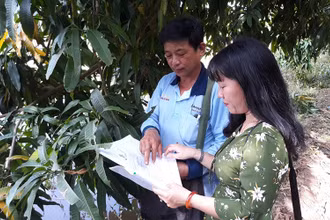 Kiểm tra nhật ký trồng xoài theo hướng VietGAP ở huyện Cao Lãnh (Đồng Tháp).
